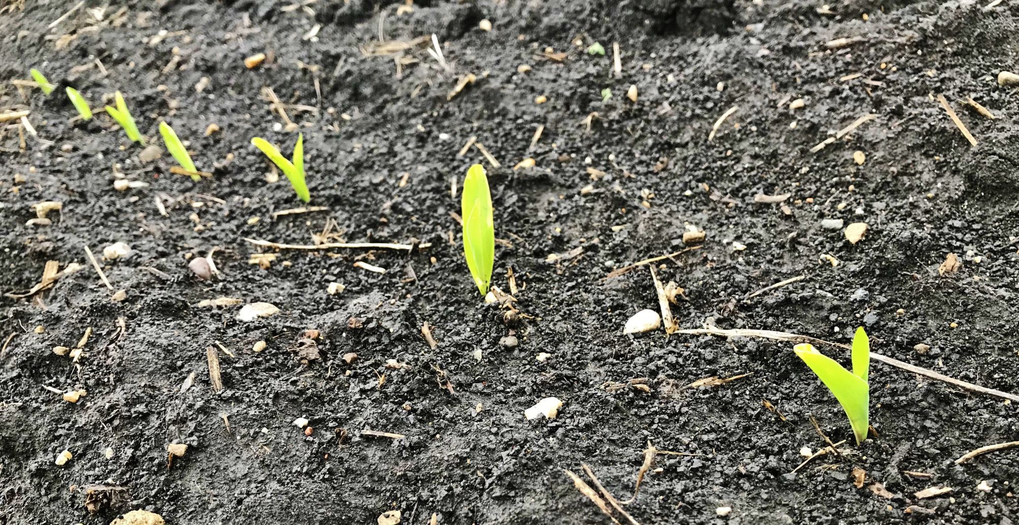 Corn or soybeans emerging